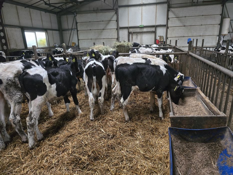 Sprzedam byczki opasy