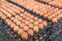 Продаж яєць інкубаційних. З України та Європи