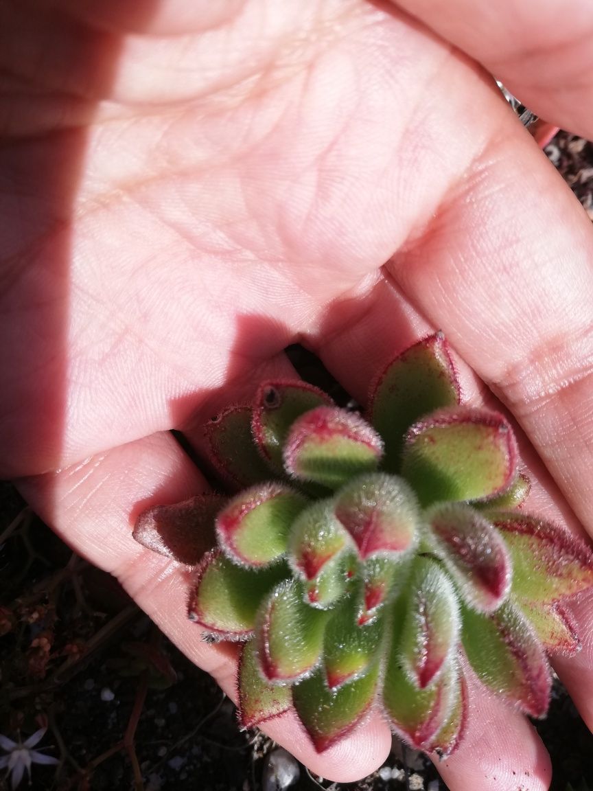 Saxifraga stolonifera, clorofito e suculentas