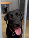 Labrador szuka domu!