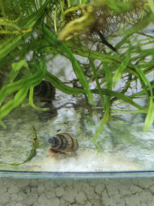 Лімія перуджи чернополоса