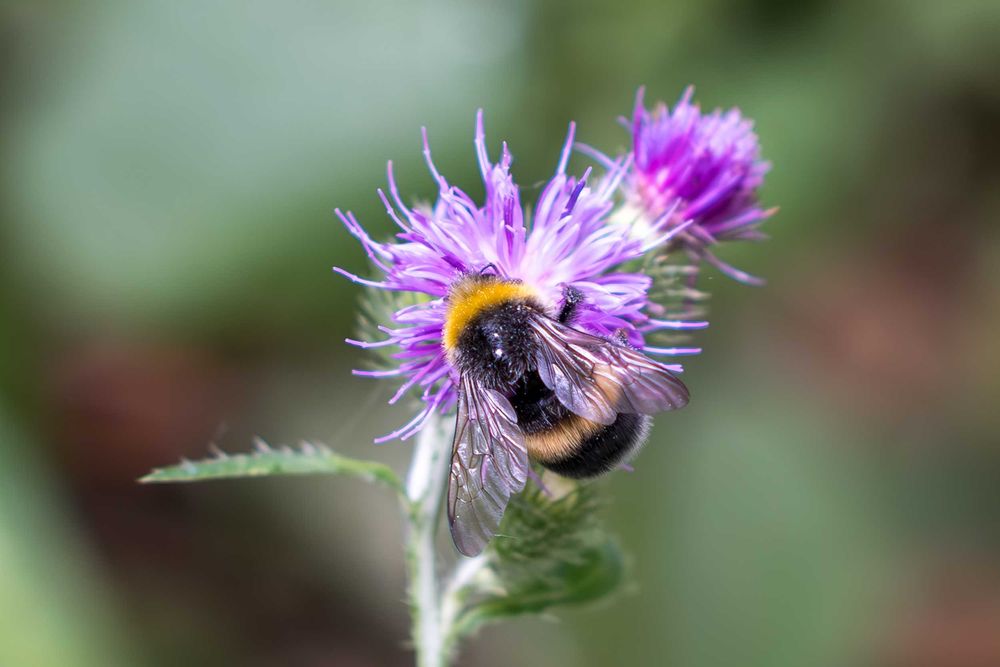 ‼️ Meike 55mm F/1.4 • AutoFocus ‼️ Sony E-mount • Идеальный ‼️