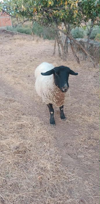 Ovelha Suffolk Inglesa