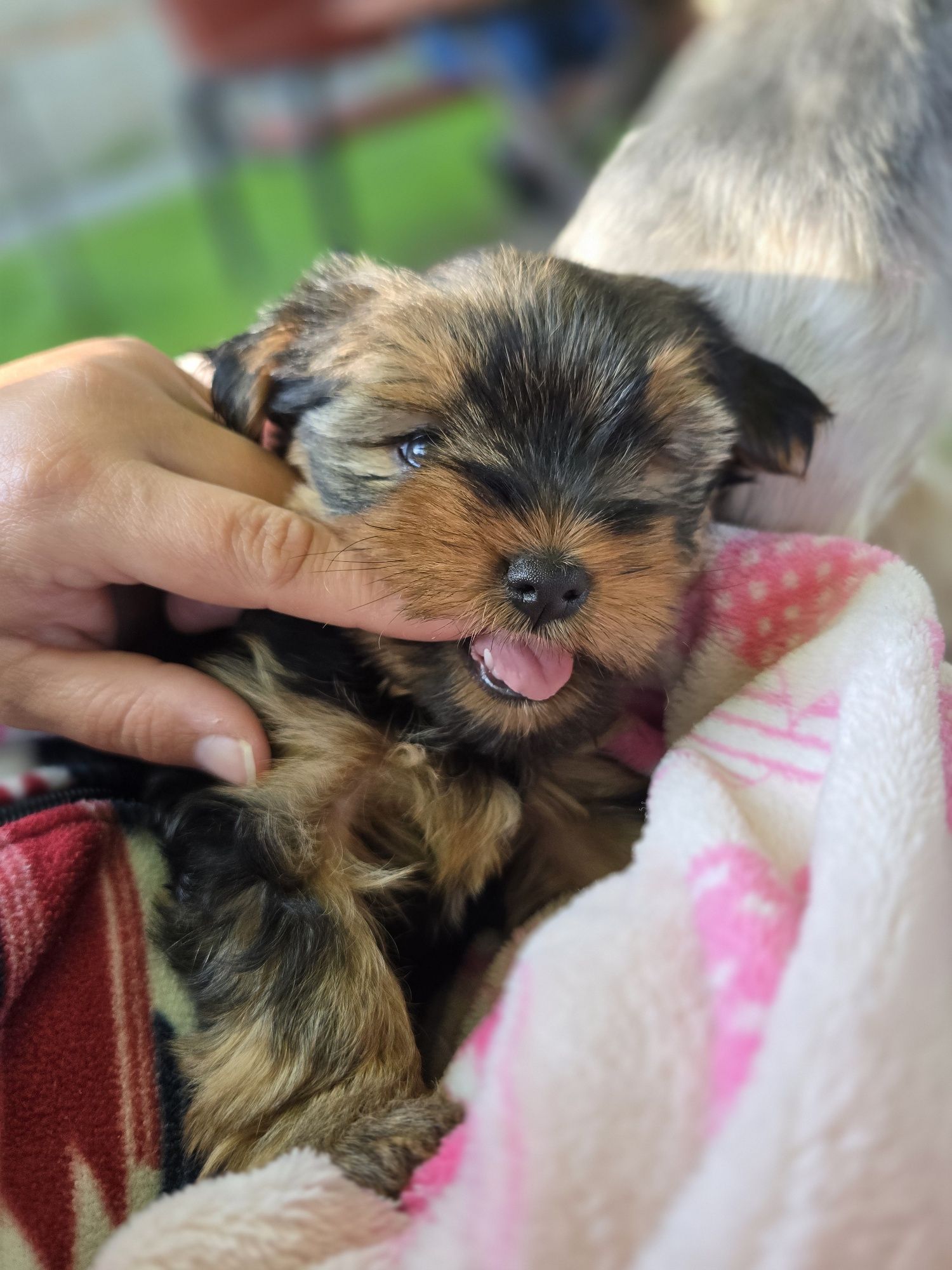 Yorkshire terrier
