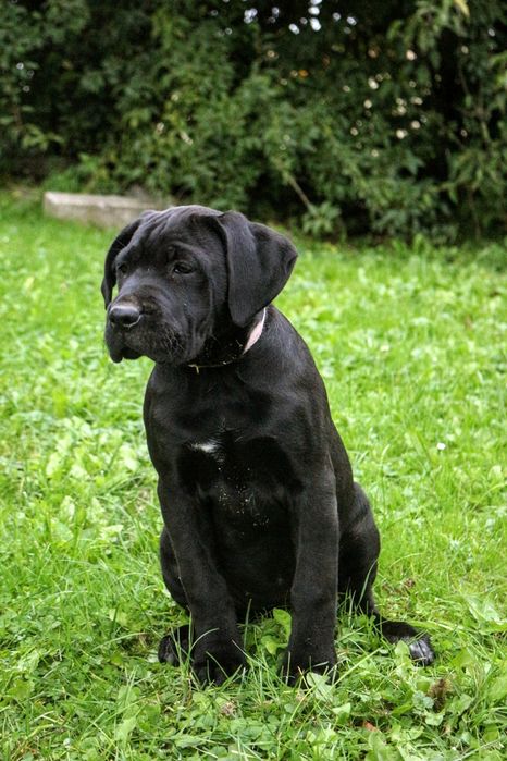 Cane corso sunia zkwp