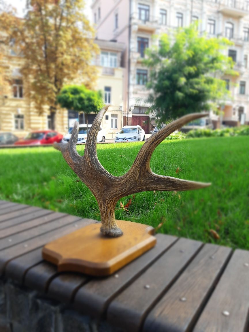 Рога лось вешалка