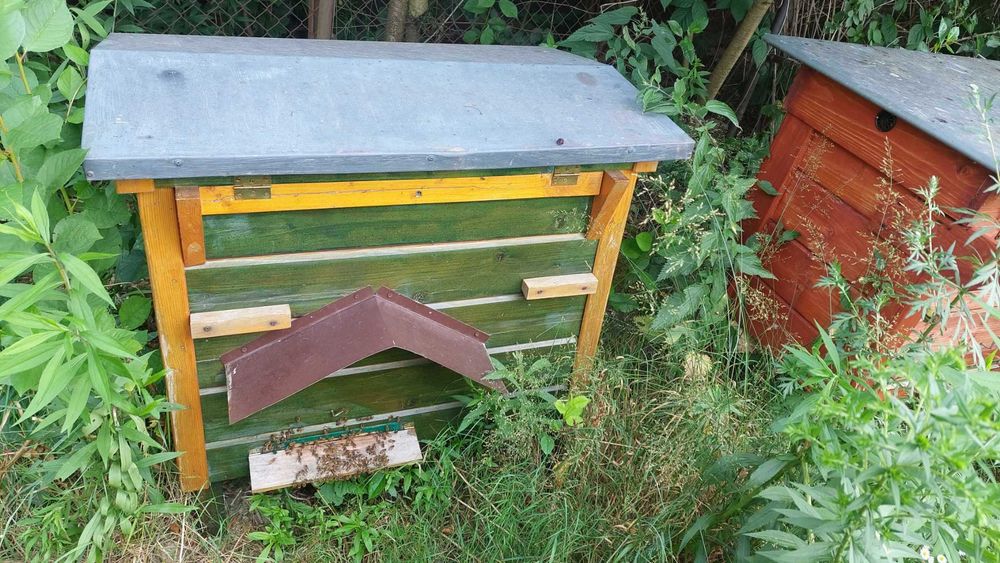 Miód, rodziny pszczele/odkłady, ule warszawskie poszerzane/