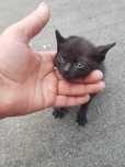 Dou 4 gatinhos com um mês e 5 dias. Para adoção séria e responsável.