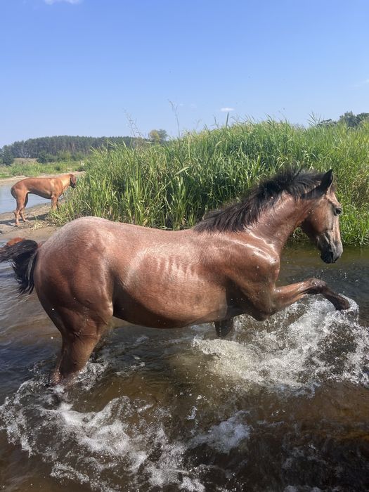 Koń sp roczniak odsadek andaluz