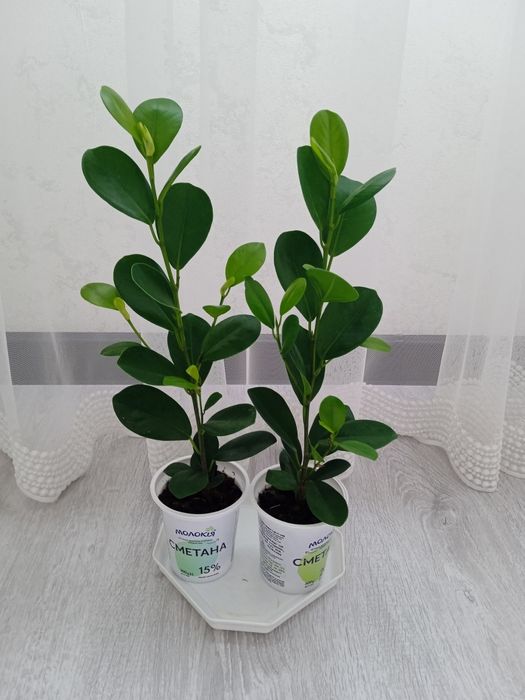 Продам Фікус Мокламе