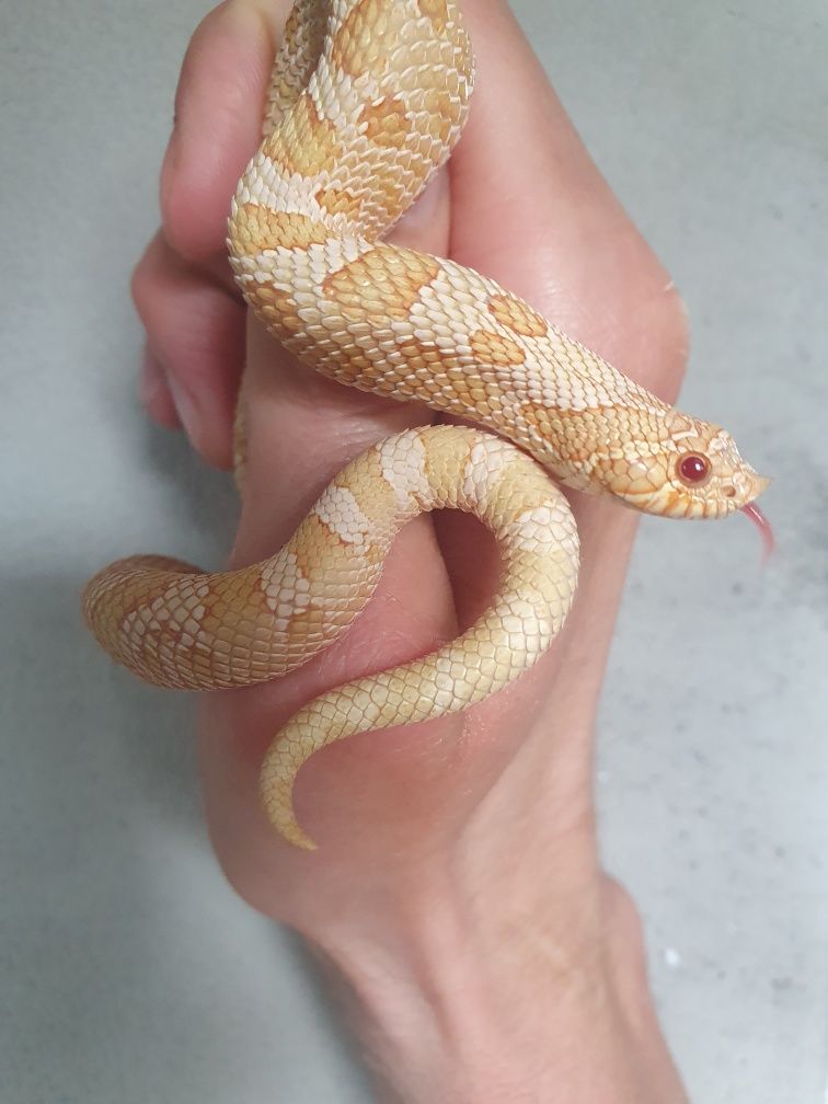 Heterodon zachodni samiec albino conda