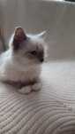 Ragdoll kotka Ciru