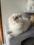 Ragdoll kocurek blue mitted na kolanka