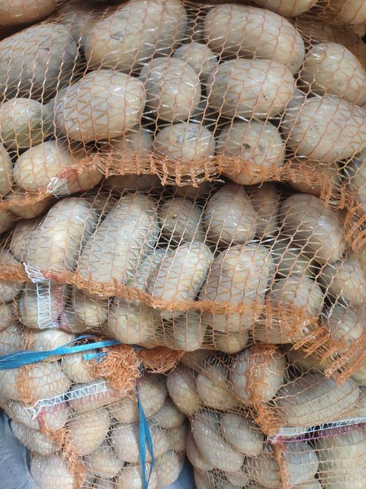 Ziemniaki kartofle Soraya możliwy dowóz busem