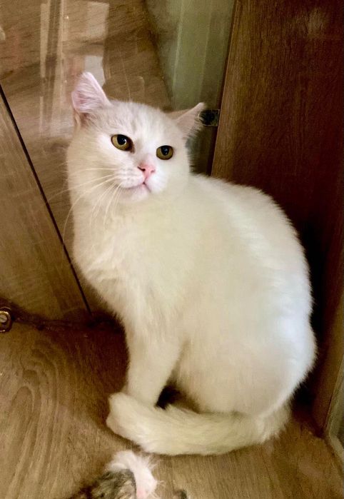 Білосніжна красуня шукає теплий і люблячий дім!