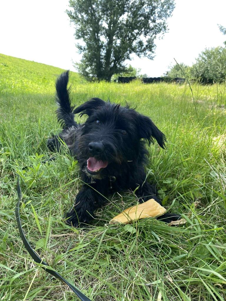 Kazik do adopcji! Sandomierz