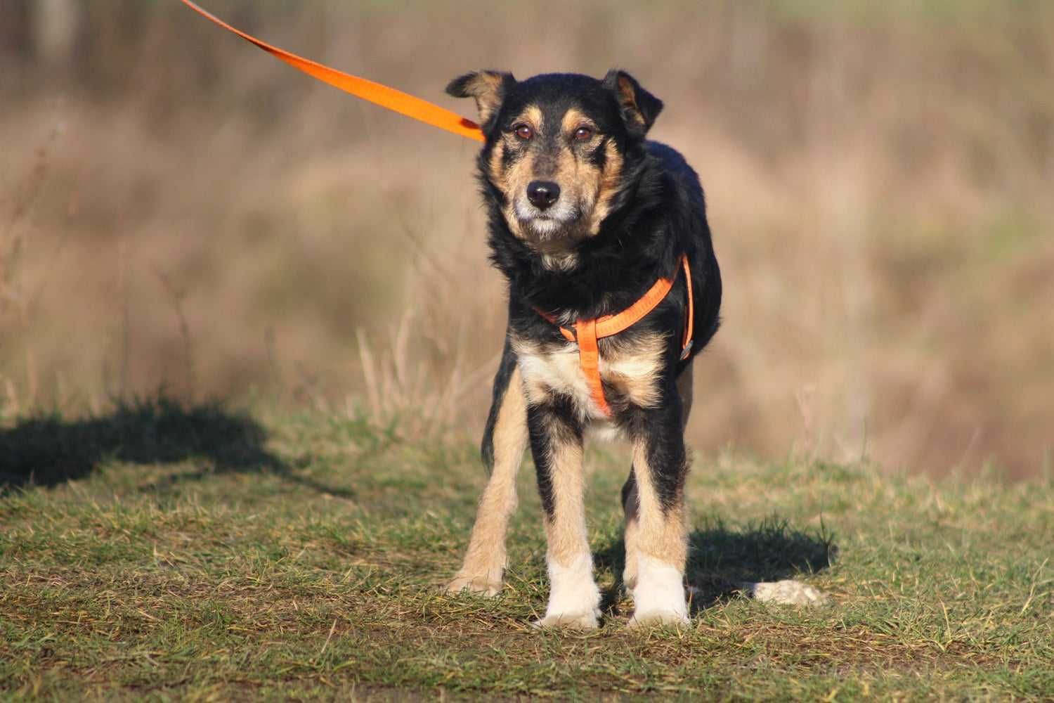 PLATER pies terier adopcja schronisko młody kochany