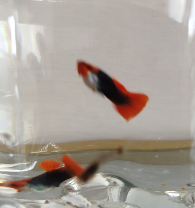 Gupik Tuxedo Koi Red samce