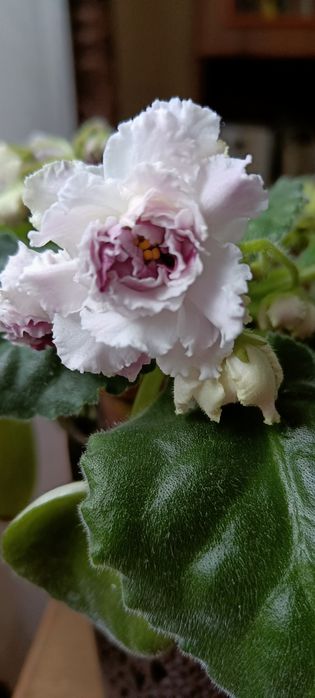 Квітучі Фіалочки, гіпераструм