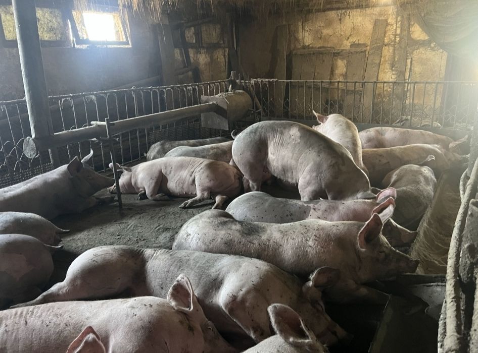 Свиня жива треба терміново продати +380 98 708 7389