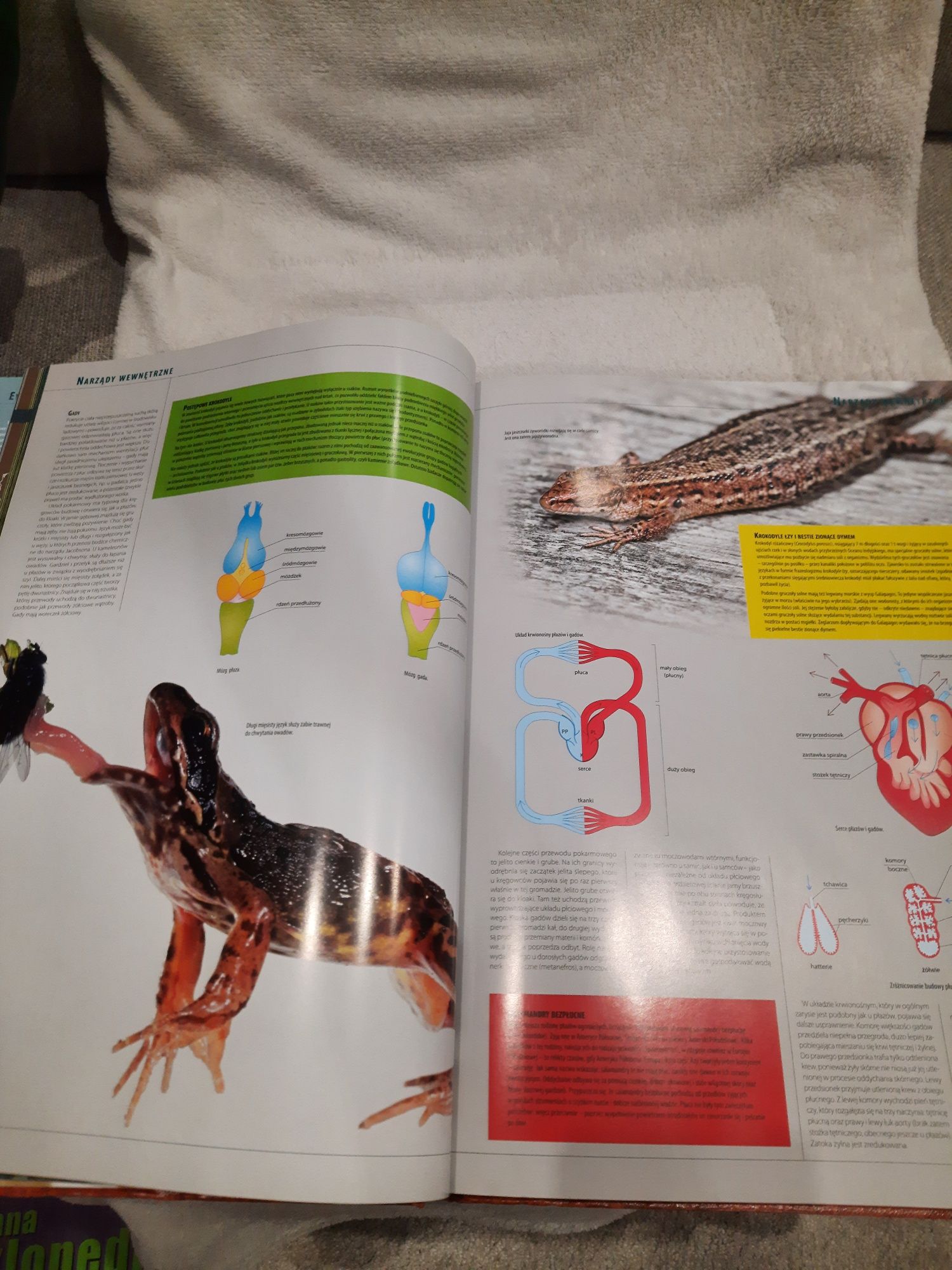 Encyklopedia. Płazy i gady Polski.