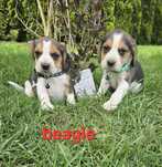 Beagle z Rodowodem do odbioru