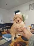 Pudel miniaturowy apricot piesek