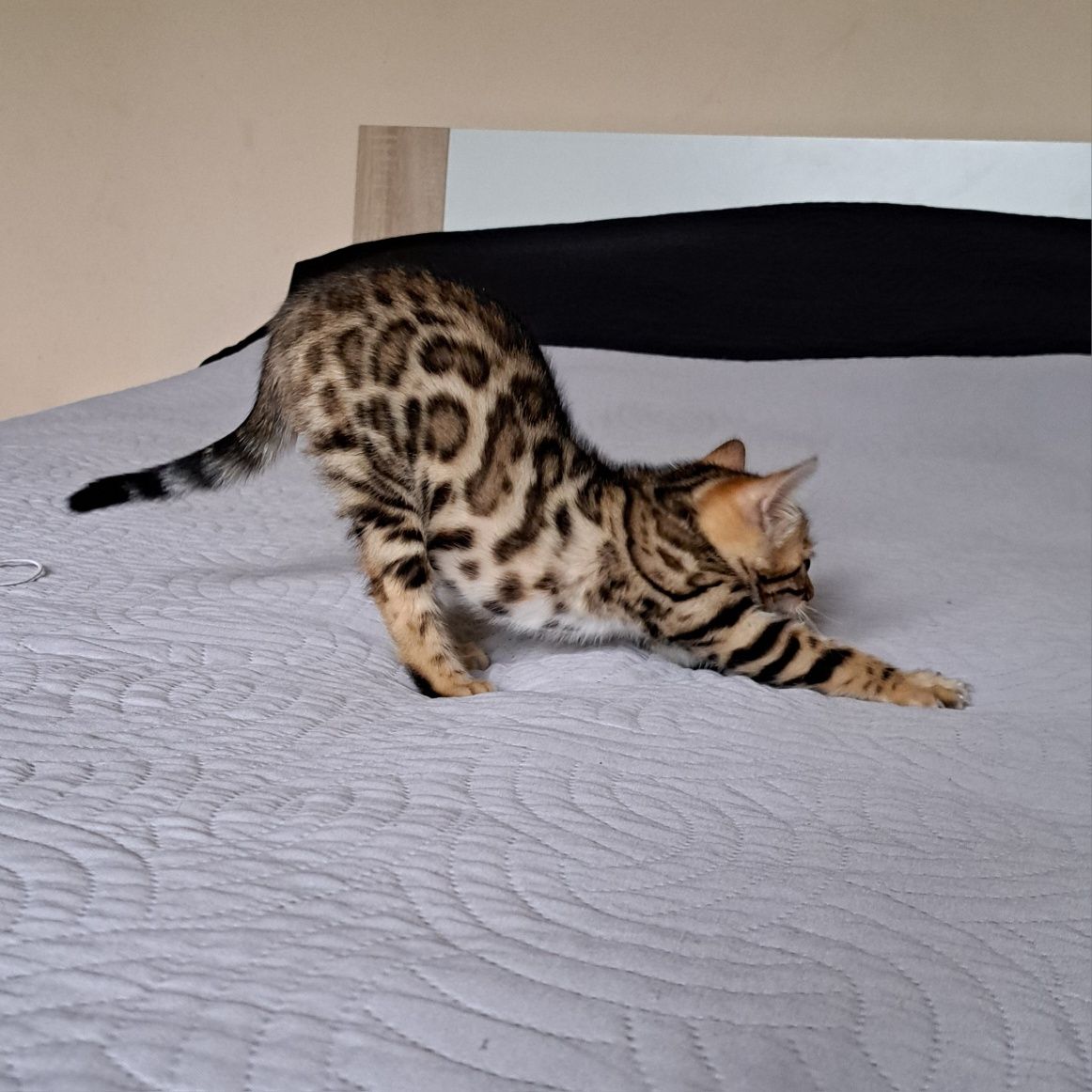 Kot bengalski bengal