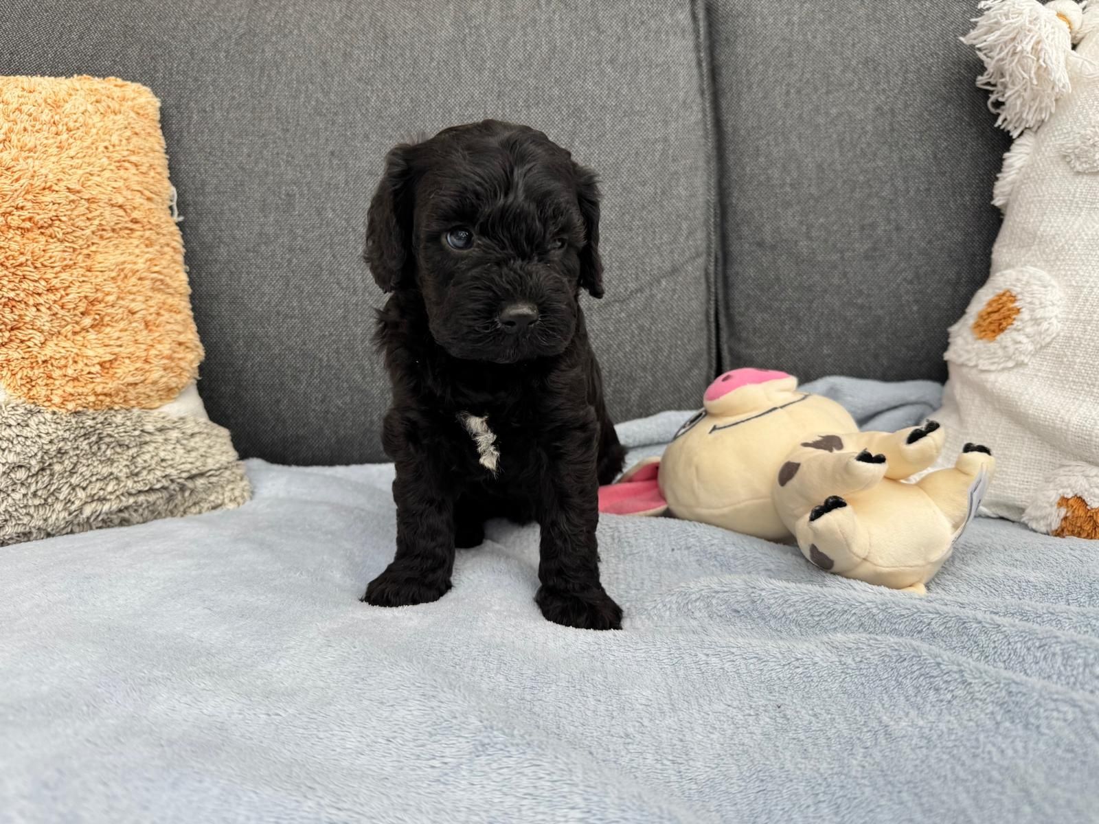 cavapoo szczeniak gotowy