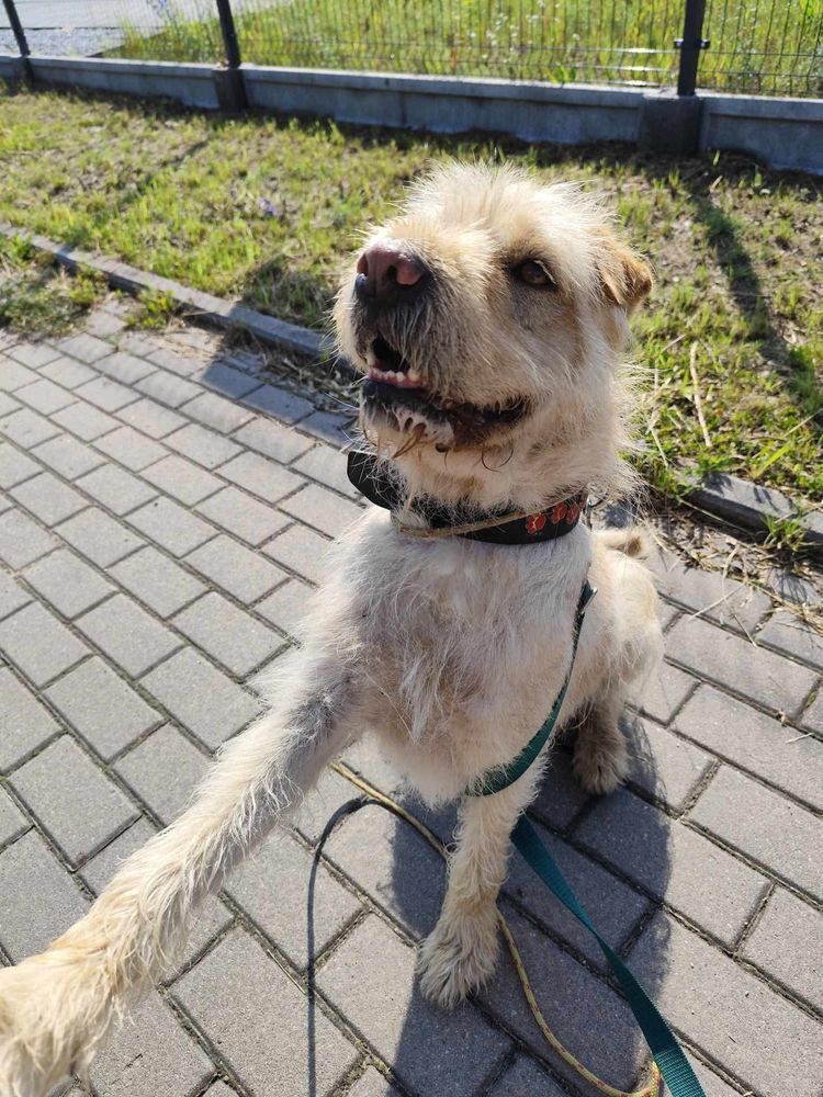 Drako w typie shar-pei szuka doświadczonego przewodnika