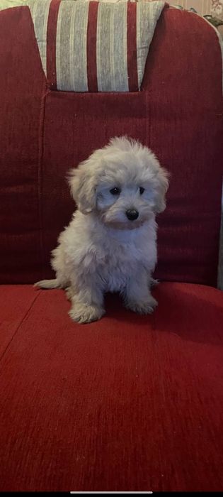 Щенки Мальтипу мальчики