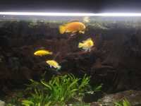 Oddam  4 rybki , pyszczaki Yellow, Labidochromis caeruleus.