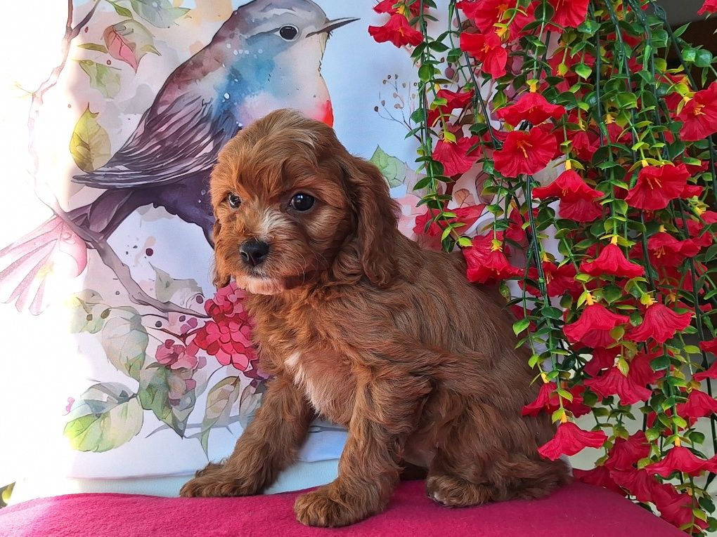 Cavalier & pudel to piękny cavapoo z certyfikatem