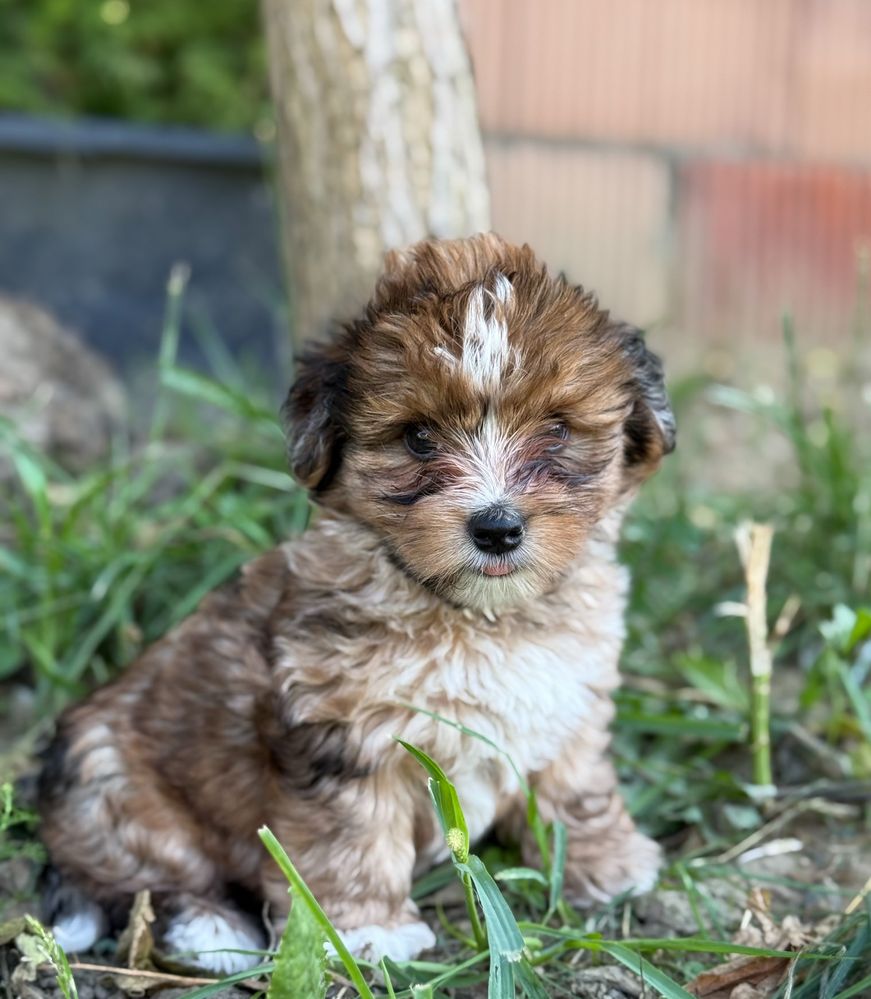 Piękny piesek Red Merle Yorkshire Terrier