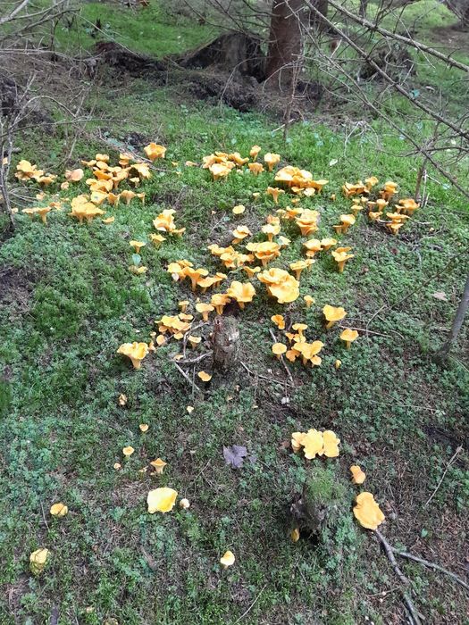 Лисички сушені...