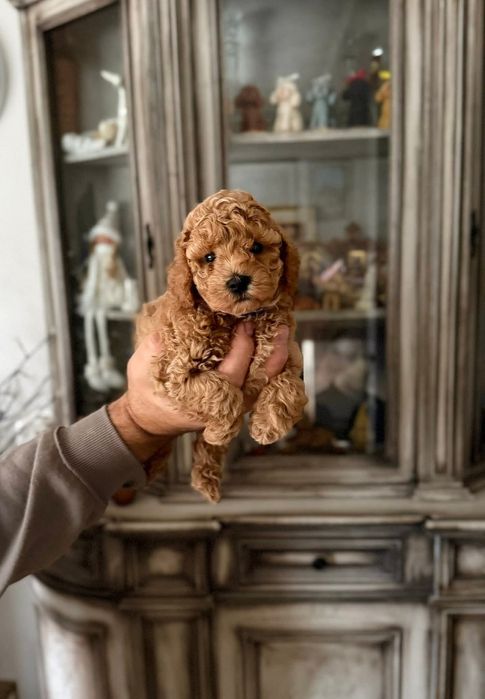 Шикарний.    Хлопчик той пудель