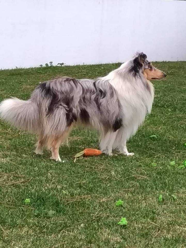 Rough Collie Lassie-para entrega imediata