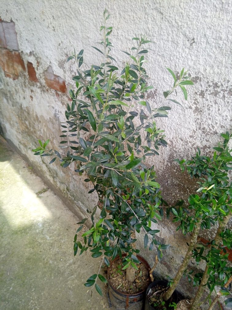 Oliveiras galegas