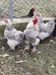 Galinhas brahma .