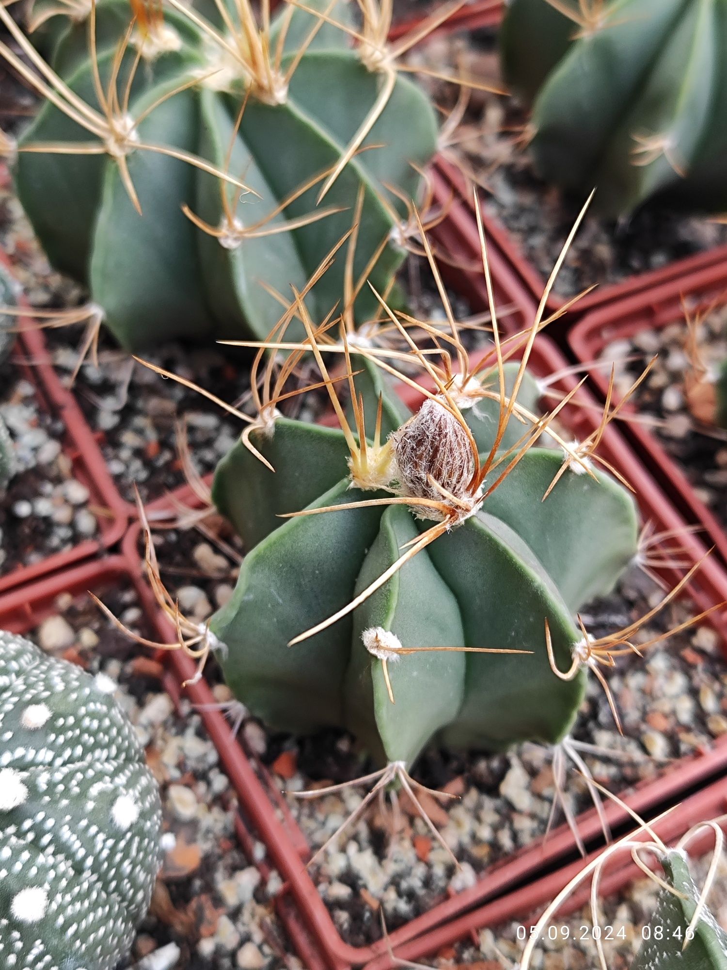 Кактусы и семена Astrophytum, Melocactus, Rebutia.