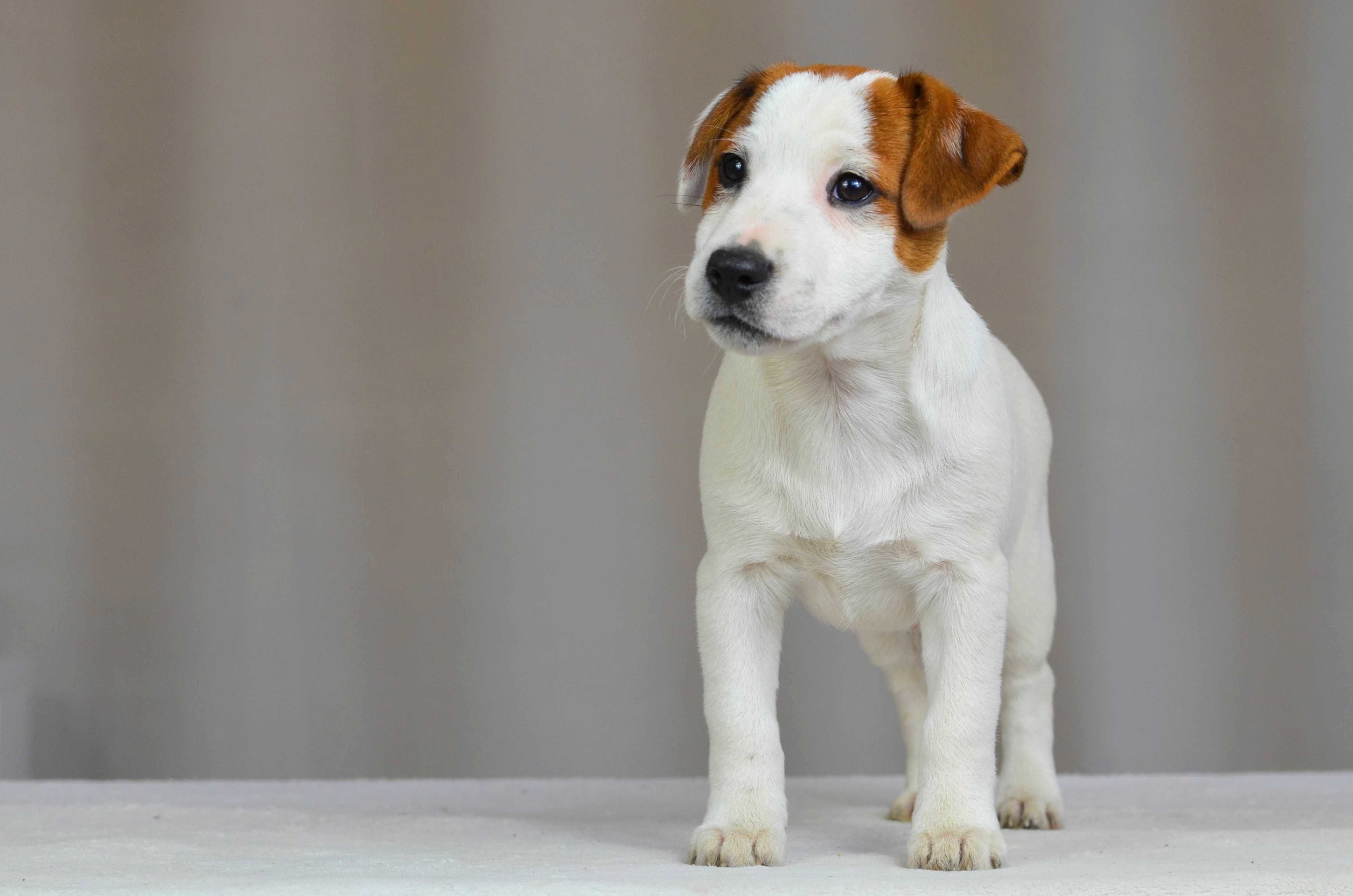 JACK RUSSELL TERRIER piesek gładkowłosy ZKwP/FCI do odbioru