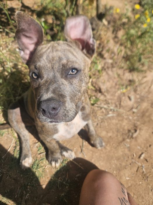 Cadelinha 8 meses para adocao,  bully mix