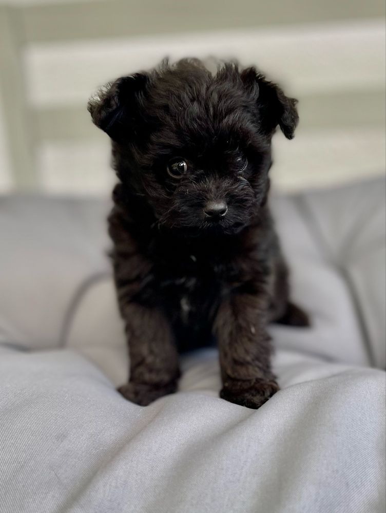 Pomapoo /chłopczyk/ hybryda szpic miniaturowy/ pudel toy