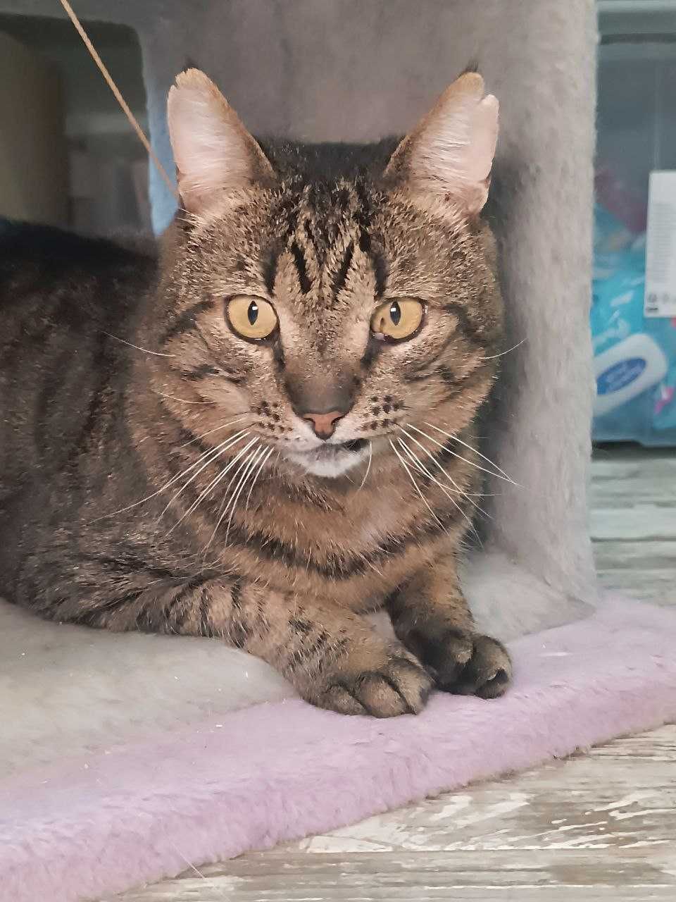 Василий-сказочный полосатый котик-красавчик,крупный,неимоверный!