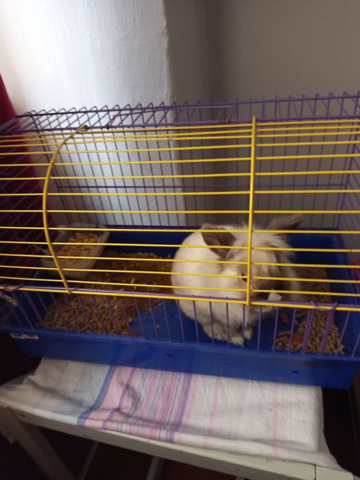 Кролик декоративний