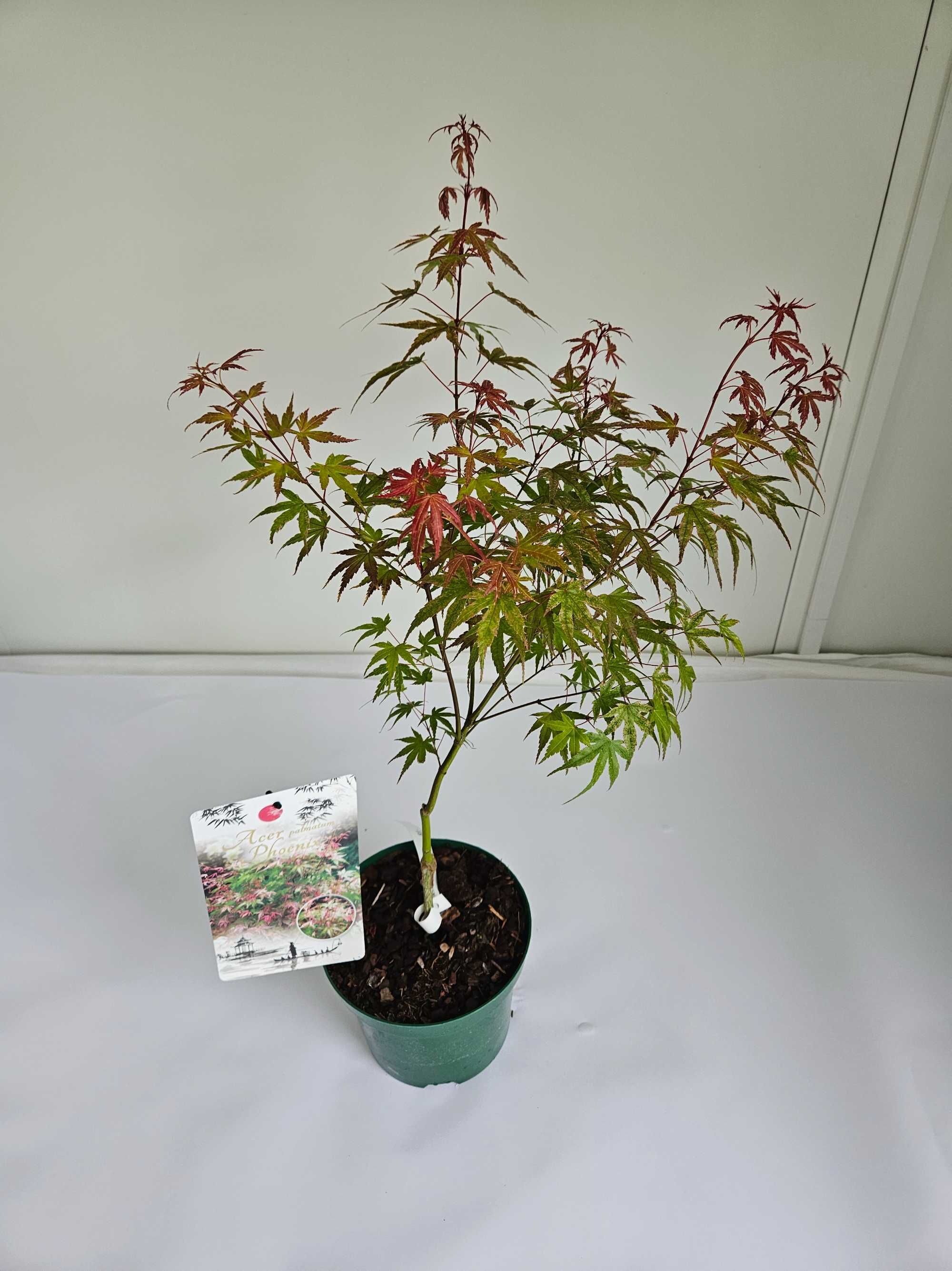 Klon palmowy 'Phoenix' (Acer palmatum 'Phoenix')