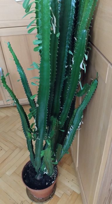 Wilczomlecz sukulent ok. Kalisza