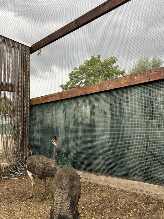 Pavoes jovens  filhos de pavoa branca