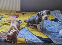 Pieski amstaffy do oddania