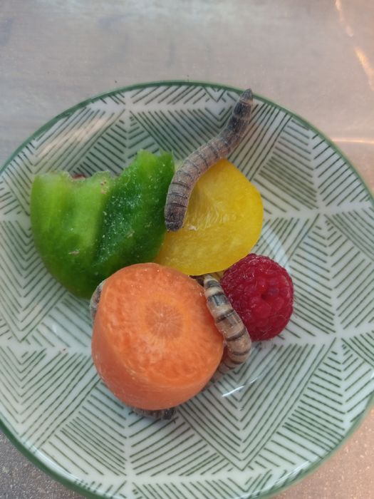 Larwy drewnojada dorosłe osobniki